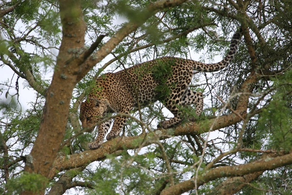 3 DENNÍ SAFARI V NP KRUGER 